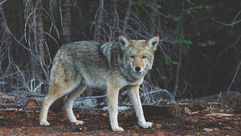 清华MBA意昂4平台